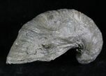 Gryphaea (Devil's Toenail) Fossil Oyster - Jurassic #25980-1